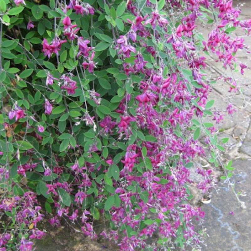 Lespedeza de Thunberg à fleurs Violette/ - feuillage Semi-Persistant - Pot de 7,5L - 40/60 cm - Imagen 3
