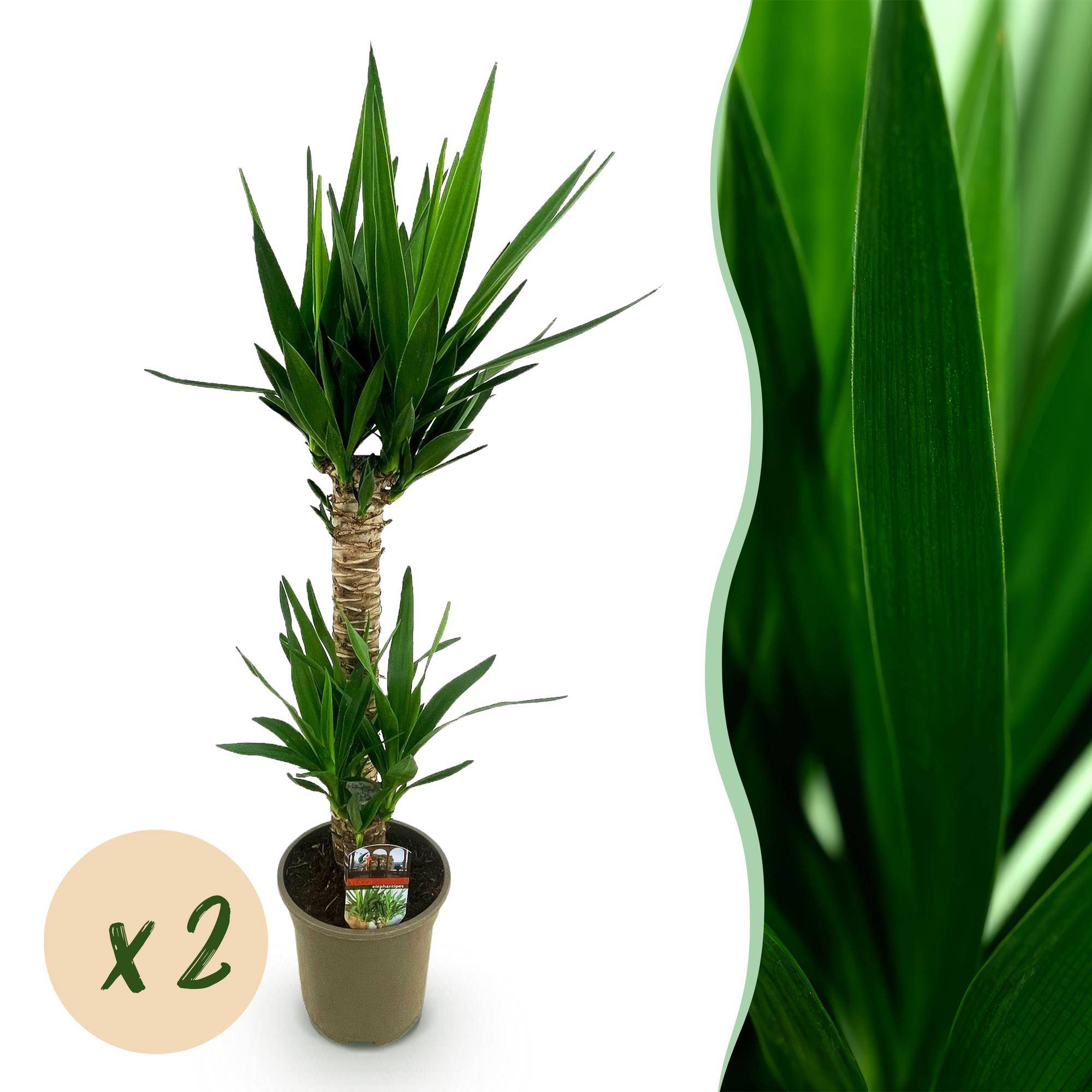 Yucca elephantipes - Yucca - Pot de 19cm - Hauteur de 12cm - Sans cache-pot - 2 plantes - Plantes d'intérieur
