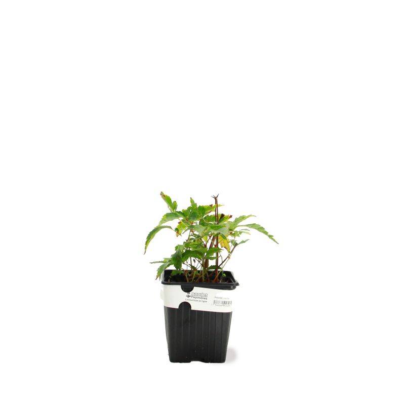 3 Astilbes du Japon 'Junon' - Lot de 3 vivaces - Pépinières Naudet - Image 2