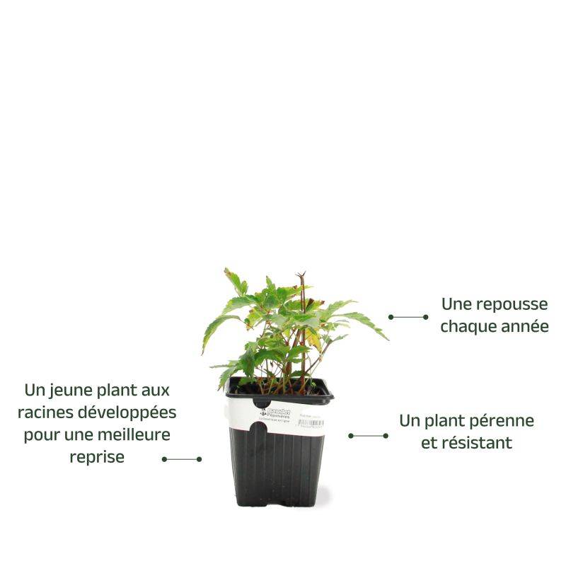 3 Astilbes du Japon 'Junon' - Lot de 3 vivaces - Pépinières Naudet - Image 3