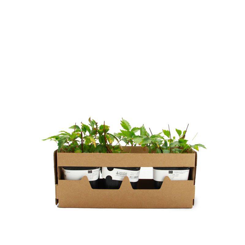 3 Astilbes du Japon 'Junon' - Lot de 3 vivaces - Pépinières Naudet - Image 4
