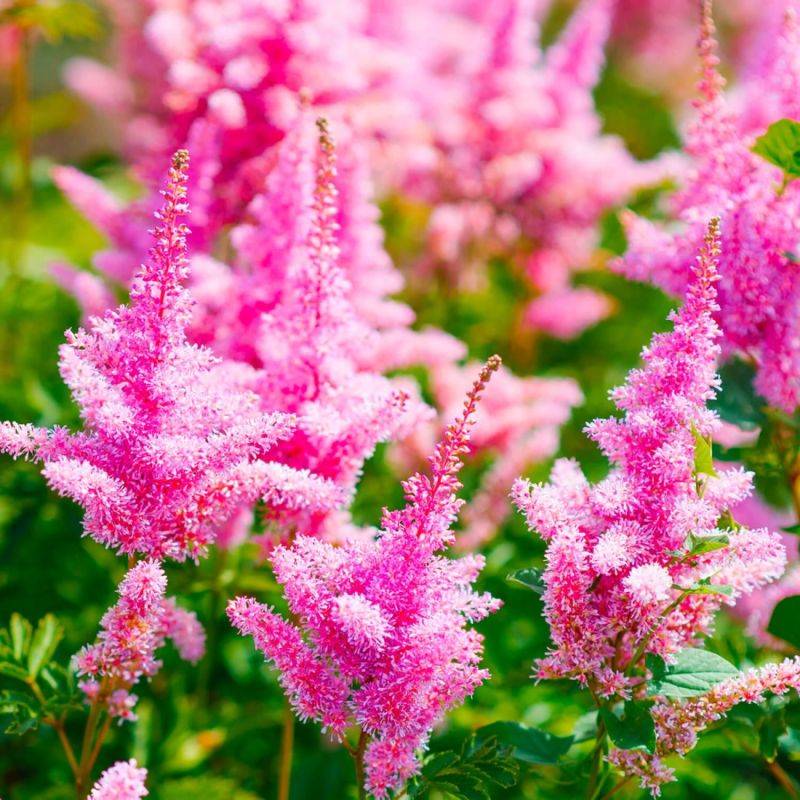 3 Astilbes du Japon 'Junon' - Lot de 3 vivaces - Pépinières Naudet - Image 1