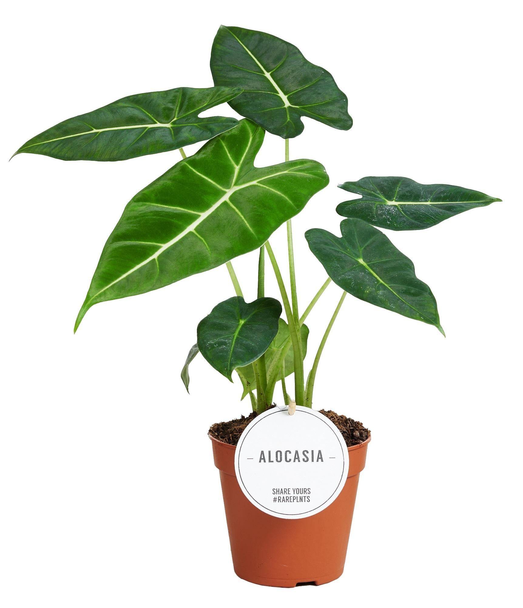 La Green Touch - Alocasia Frydek 35cm - Plante d'intérieur- La Green Touch x Lot de 2 plantes - Imagen 1