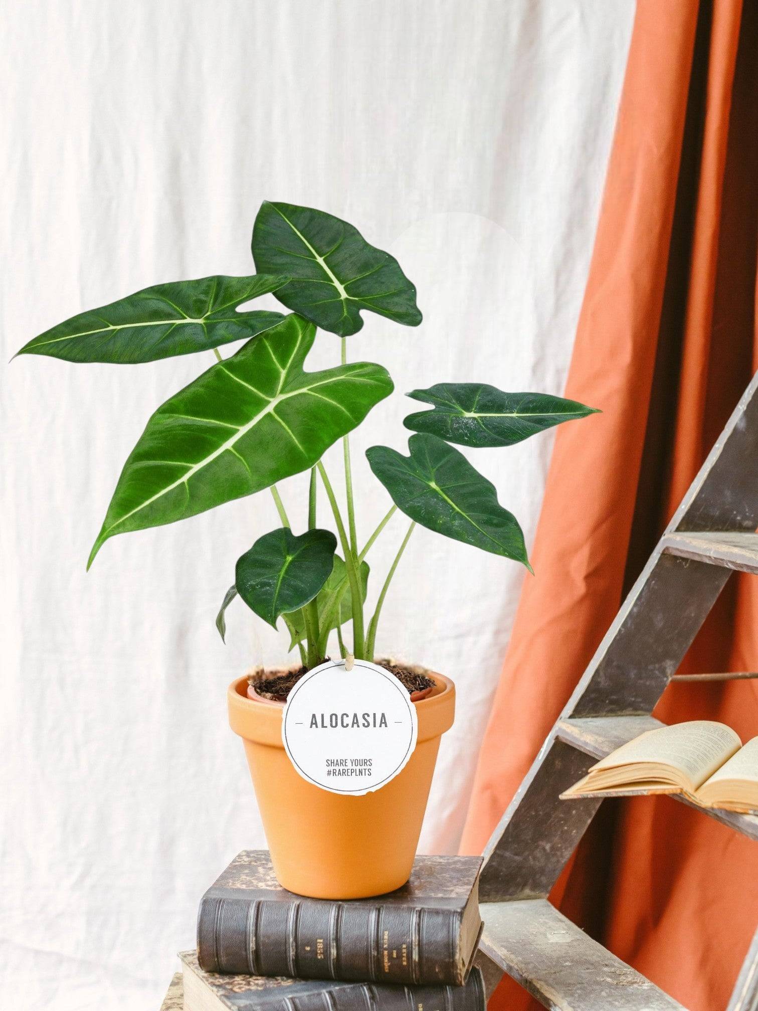 La Green Touch - Alocasia Frydek 35cm - Plante d'intérieur- La Green Touch x Lot de 2 plantes - Imagen 2