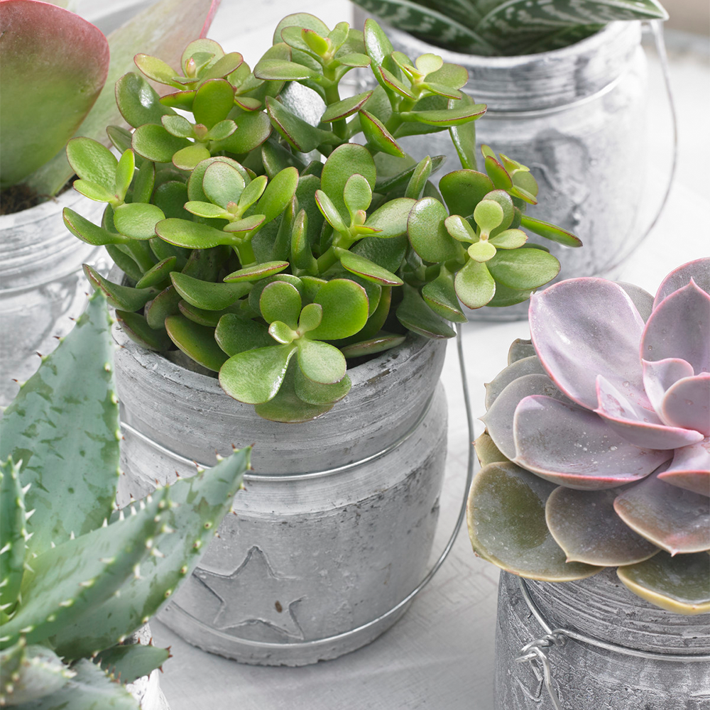 Gardenersdream - Crassula Ovata - Plante D'Intérieur Ornementale - Arbre De Jade En Pot De 12Cm - GardenersDream - Imagen 1