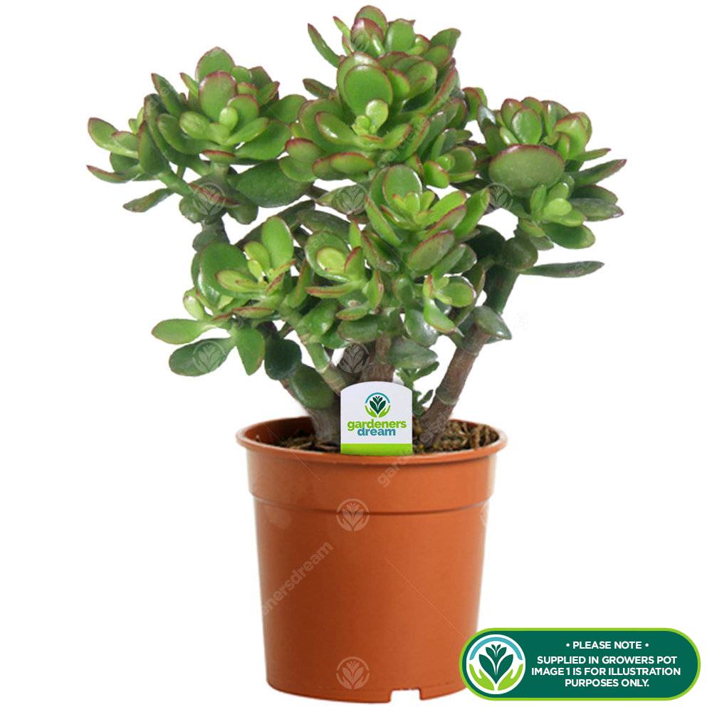 Gardenersdream - Crassula Ovata - Plante D'Intérieur Ornementale - Arbre De Jade En Pot De 12Cm - GardenersDream - Imagen 2