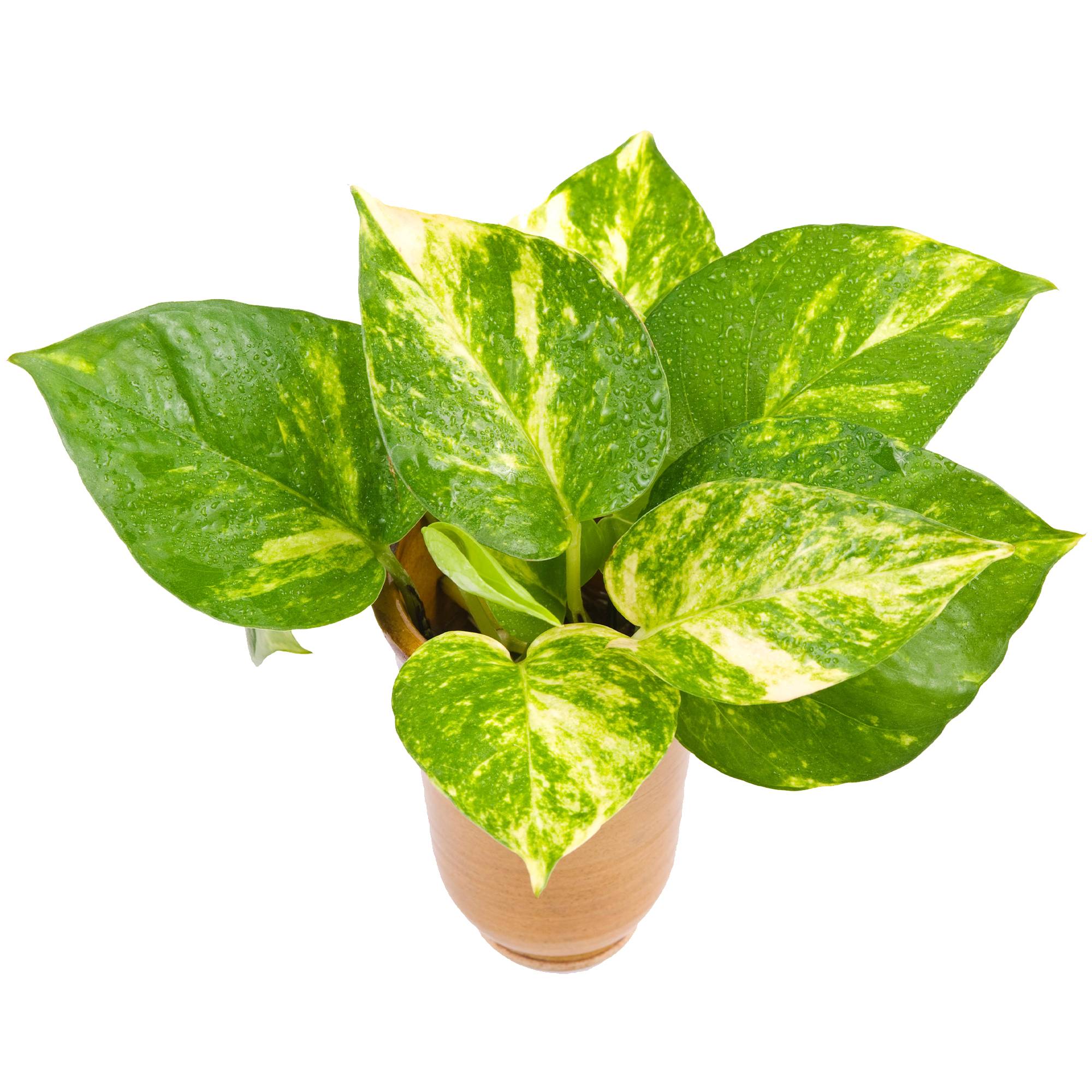 Gardenersdream - Epipremnum Pinnatum Aureum | Plante Tropicale D'Intérieur Suspendue Aux Couleurs Vives Et Variées - GardenersDream - Imagen 1