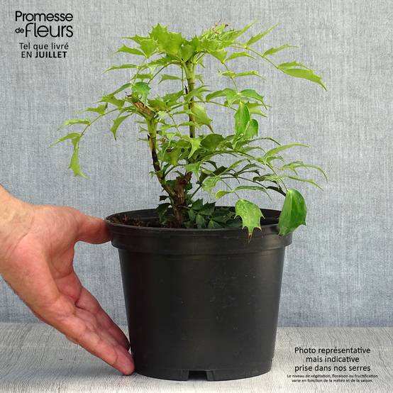 Mahonia Cabaret Pot de 2L/3L - Image 2