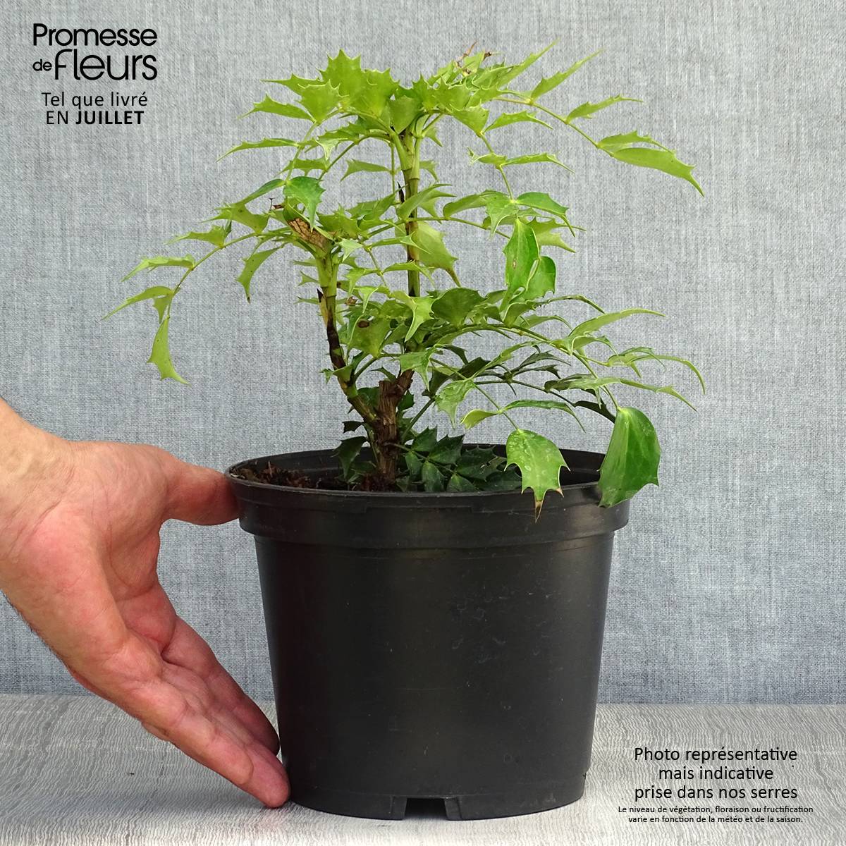 Mahonia Cabaret Pot de 2L/3L - Image 2