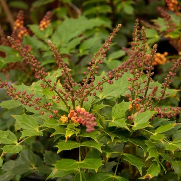 Mahonia Cabaret Pot de 2L/3L - Image 1