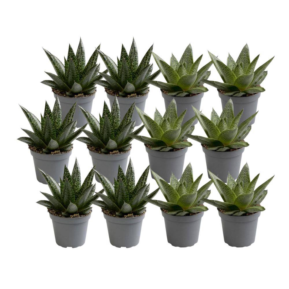 La Green Touch - Mix de 12 Aloe - plantes succulentes 10cm - Plante d'intérieur- La Green Touch - Imagen 2