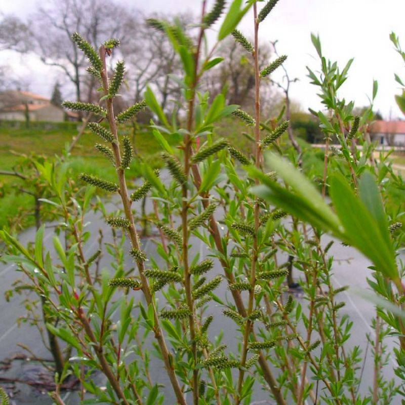 Saule pourpre (Salix purpurea) - Godet - Taille 20/40cm - Pépinières Naudet