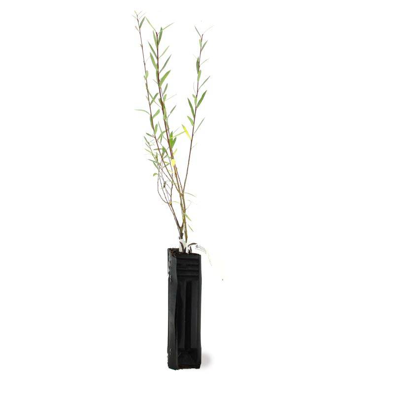 Saule pourpre (Salix purpurea) - Godet - Taille 20/40cm - Pépinières Naudet - Imagen 2