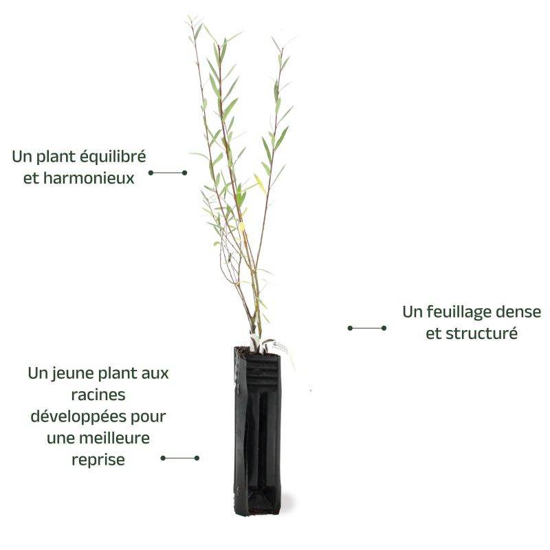 Saule pourpre (Salix purpurea) - Godet - Taille 20/40cm - Pépinières Naudet - Imagen 3