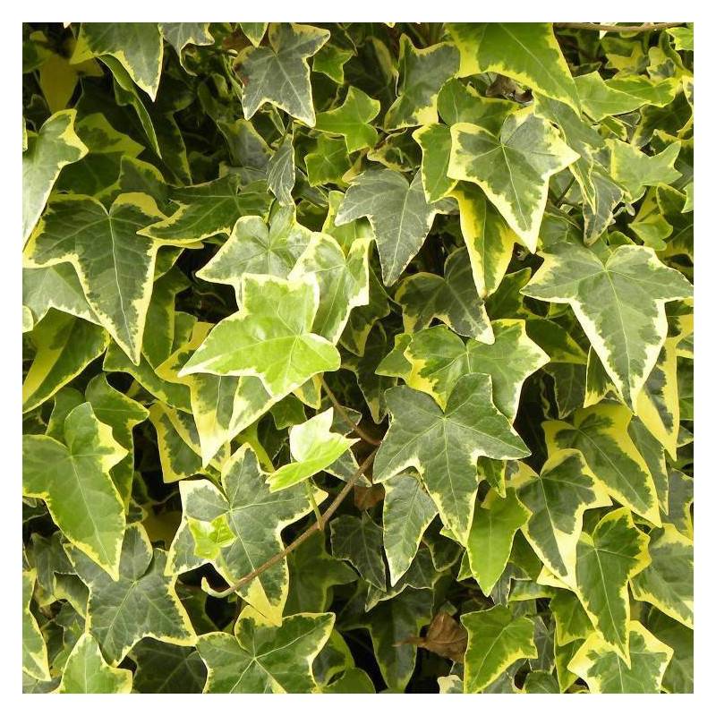 Lierre des bois Goldchild - Godet - 5/10 cm - Imagen 6