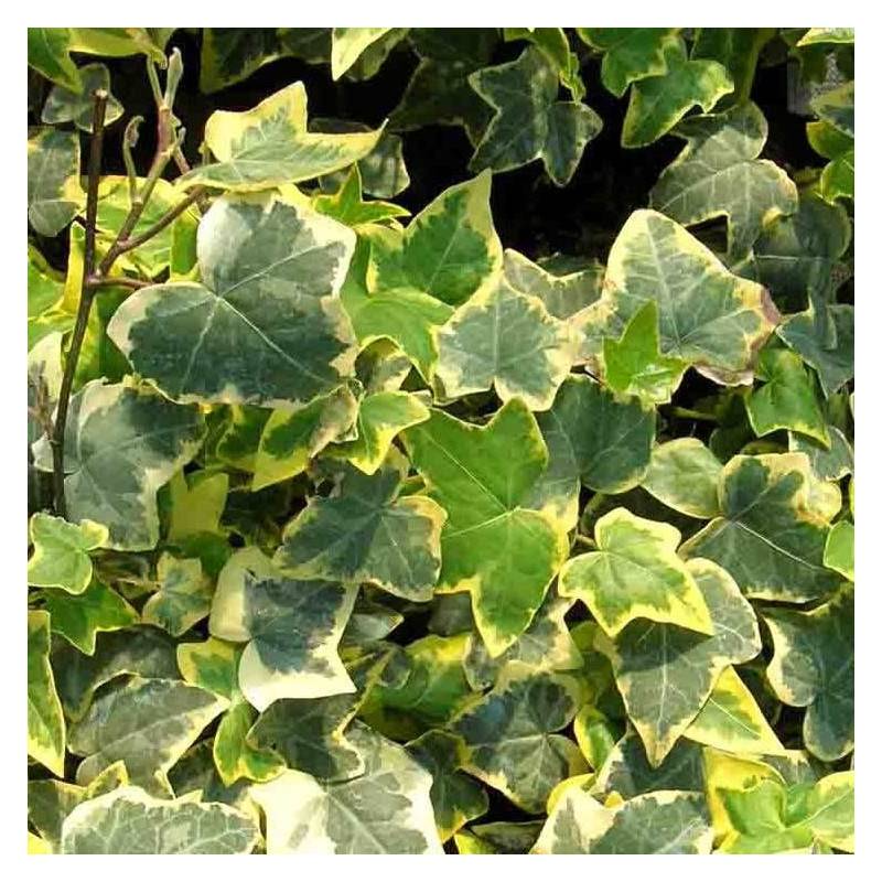 Lierre des bois Goldchild - Godet - 5/10 cm - Imagen 4