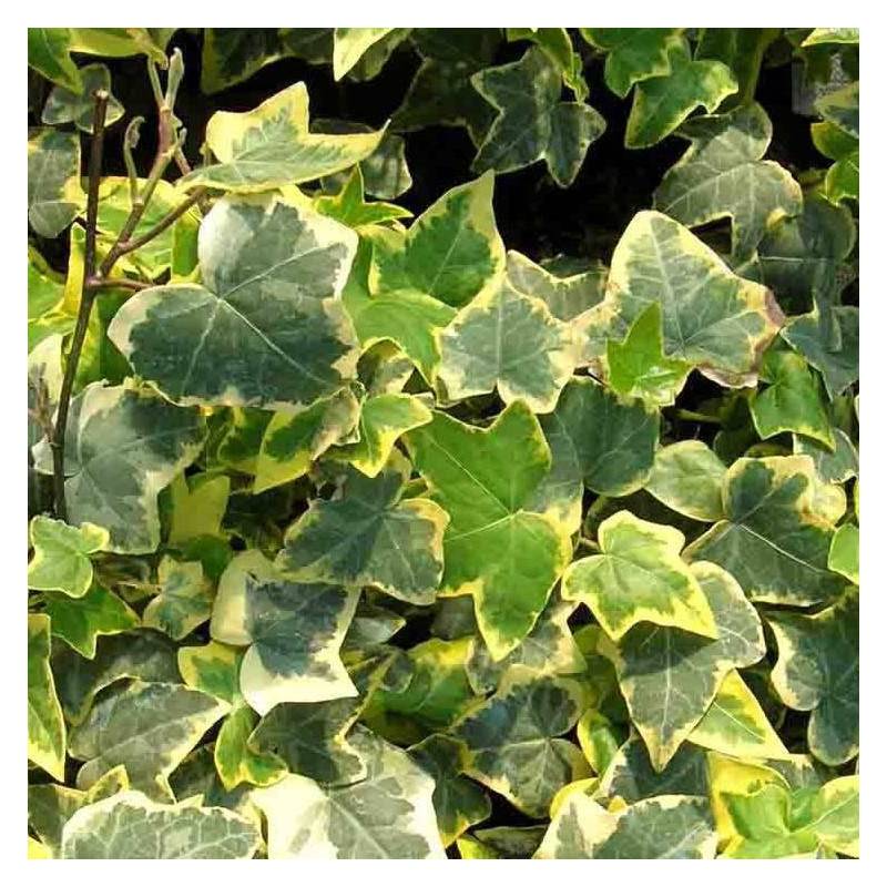 Lierre des bois Goldchild - Godet - 5/10 cm - Imagen 8