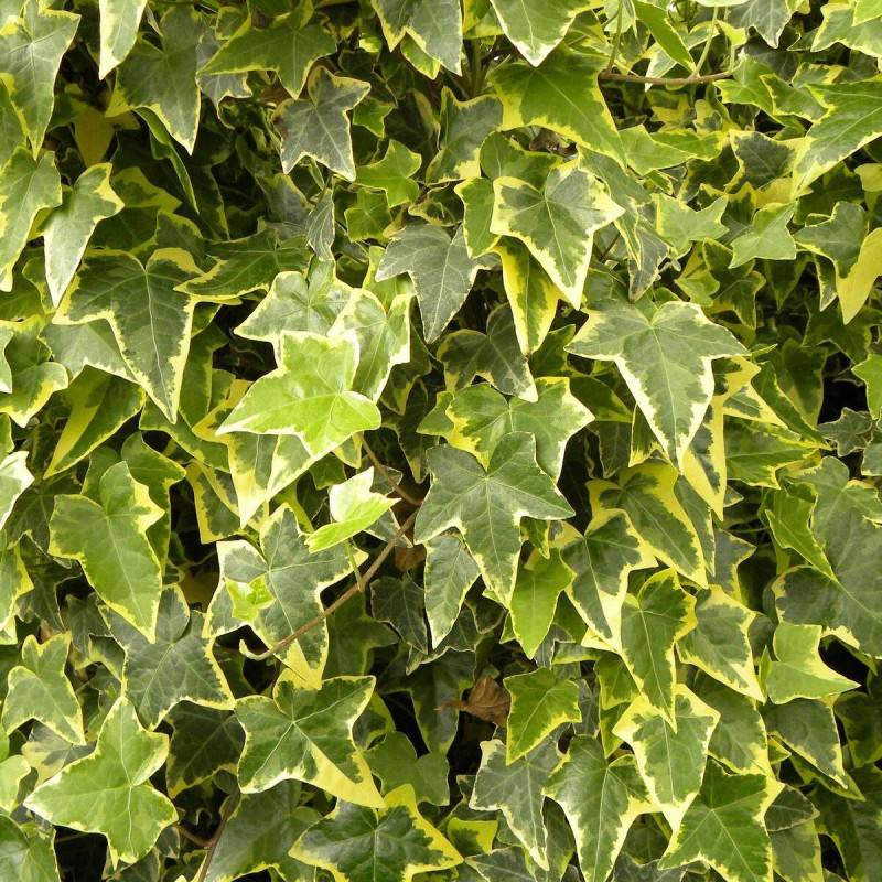 Lierre des bois Goldchild - Godet - 5/10 cm - Imagen 5