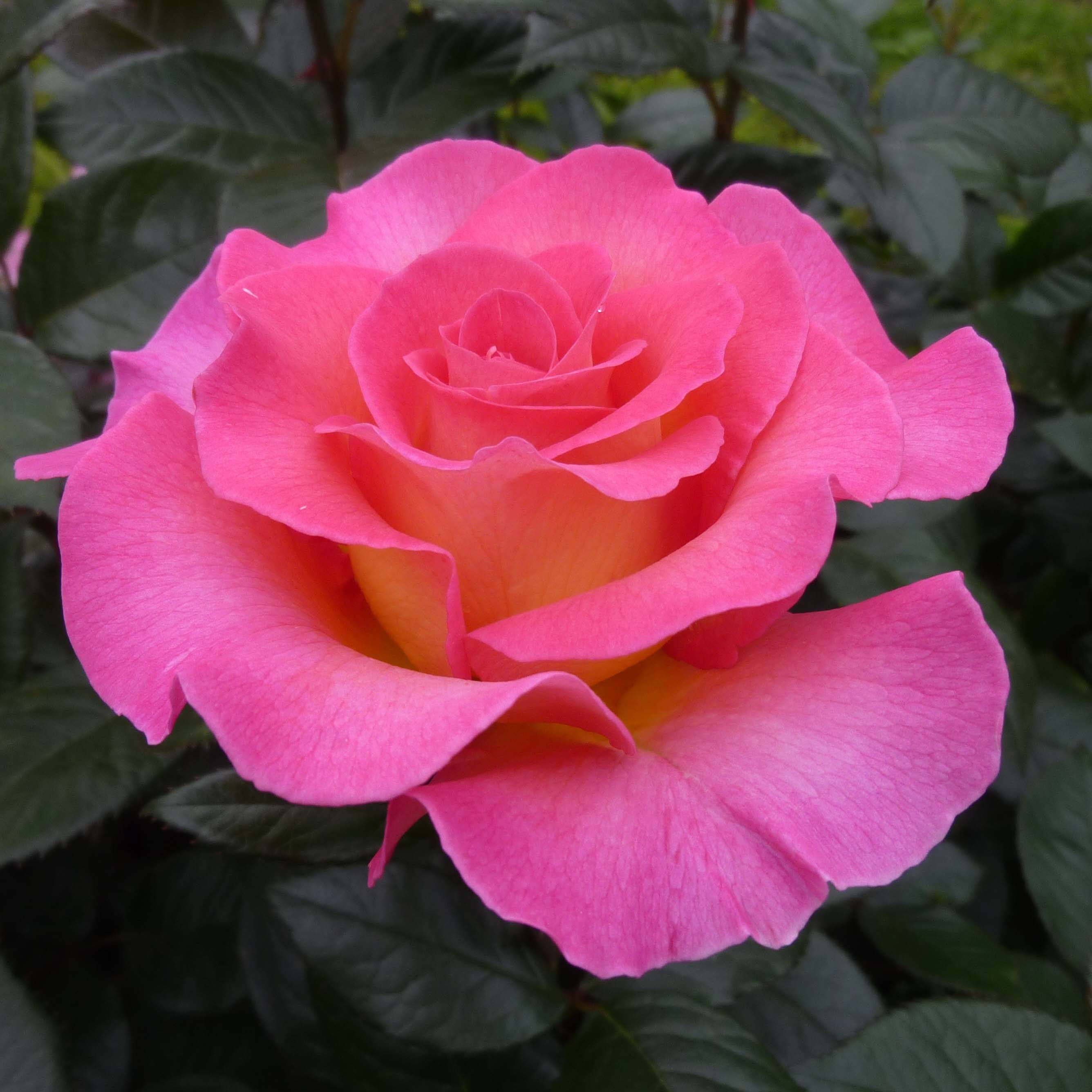 Promesse de Fleurs - Rosier à grandes fleurs Pink Paradise Pot de 3L/4L