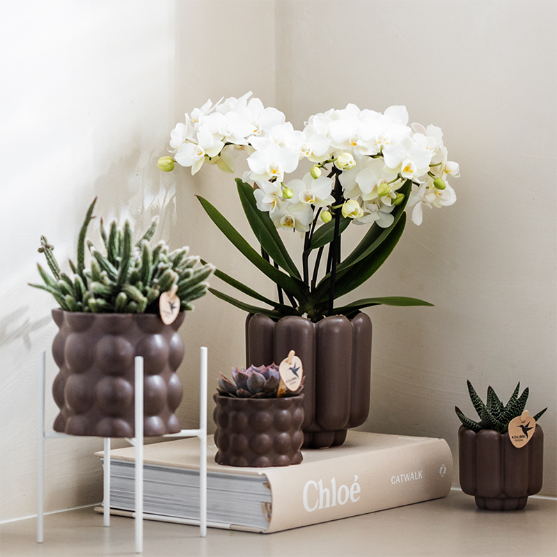 Orchidée Phalaenopsis 'Zurich' blanche - Pot de 9cm - Plantes d'intérieur - Image 2
