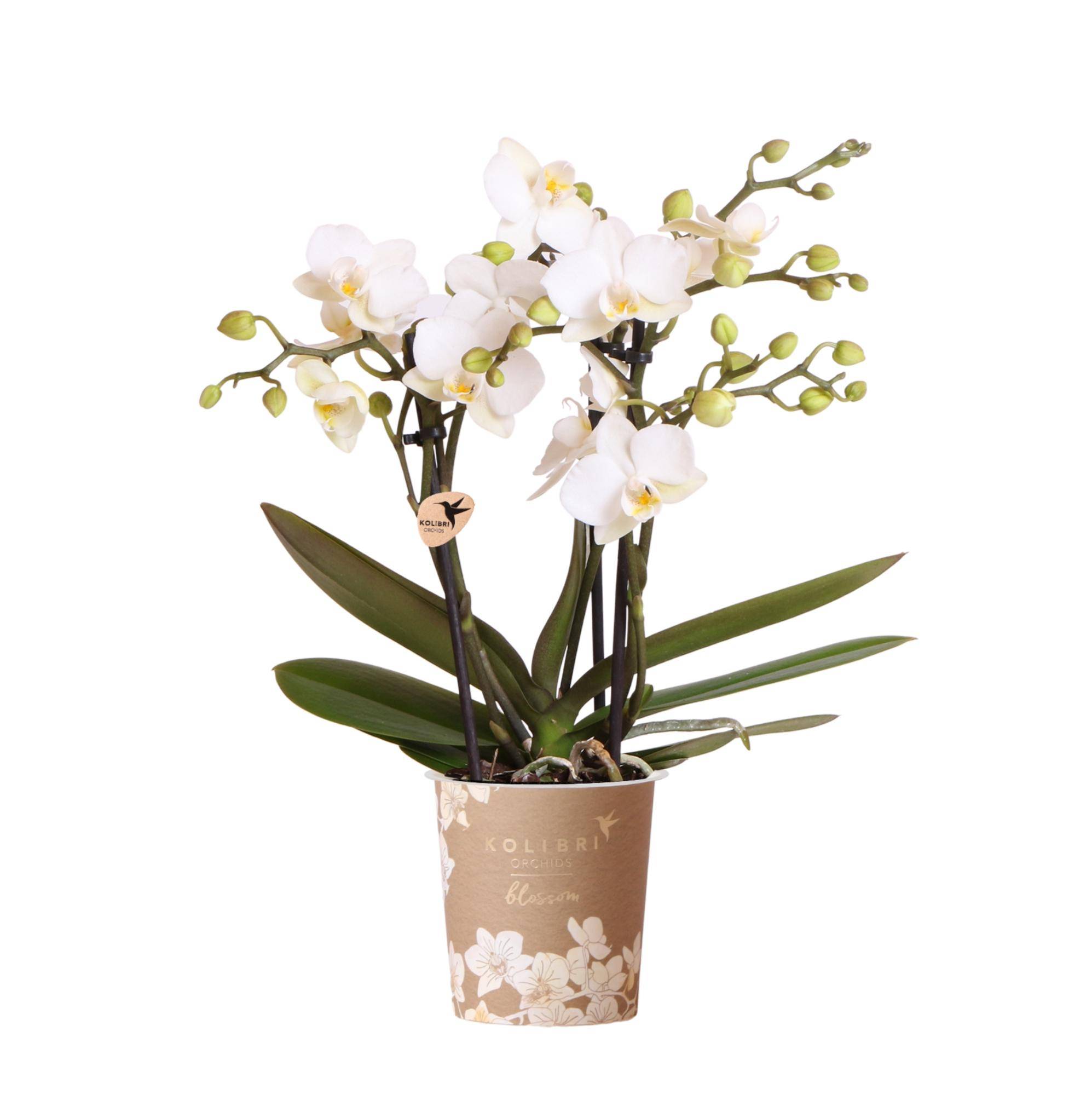 Orchidée Phalaenopsis 'Zurich' blanche - Pot de 9cm - Plantes d'intérieur - Image 1