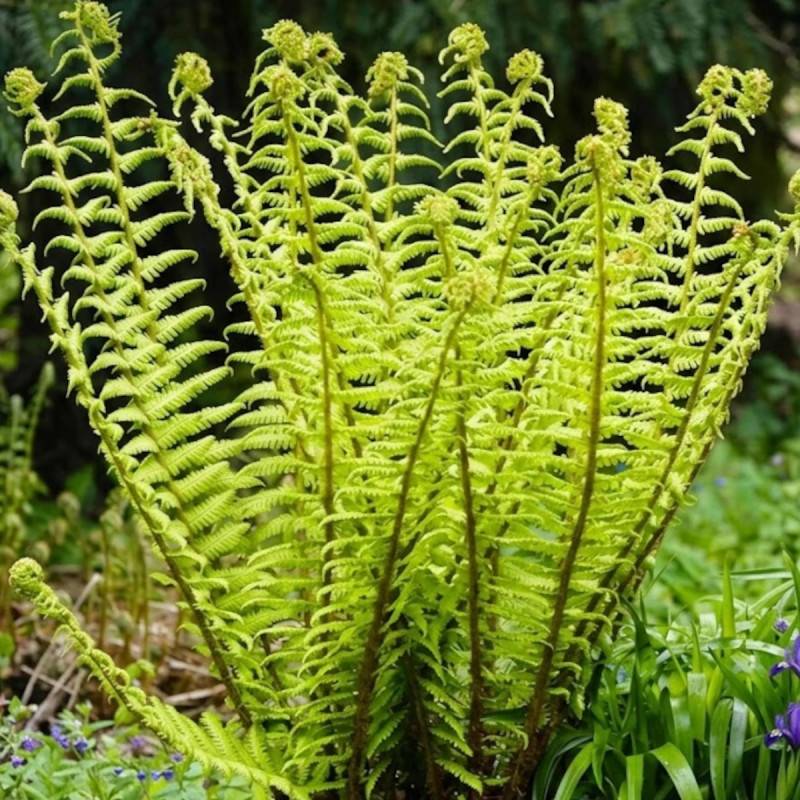 Fougère des bois noirs, Dryopteris - Lot de 3 godets
