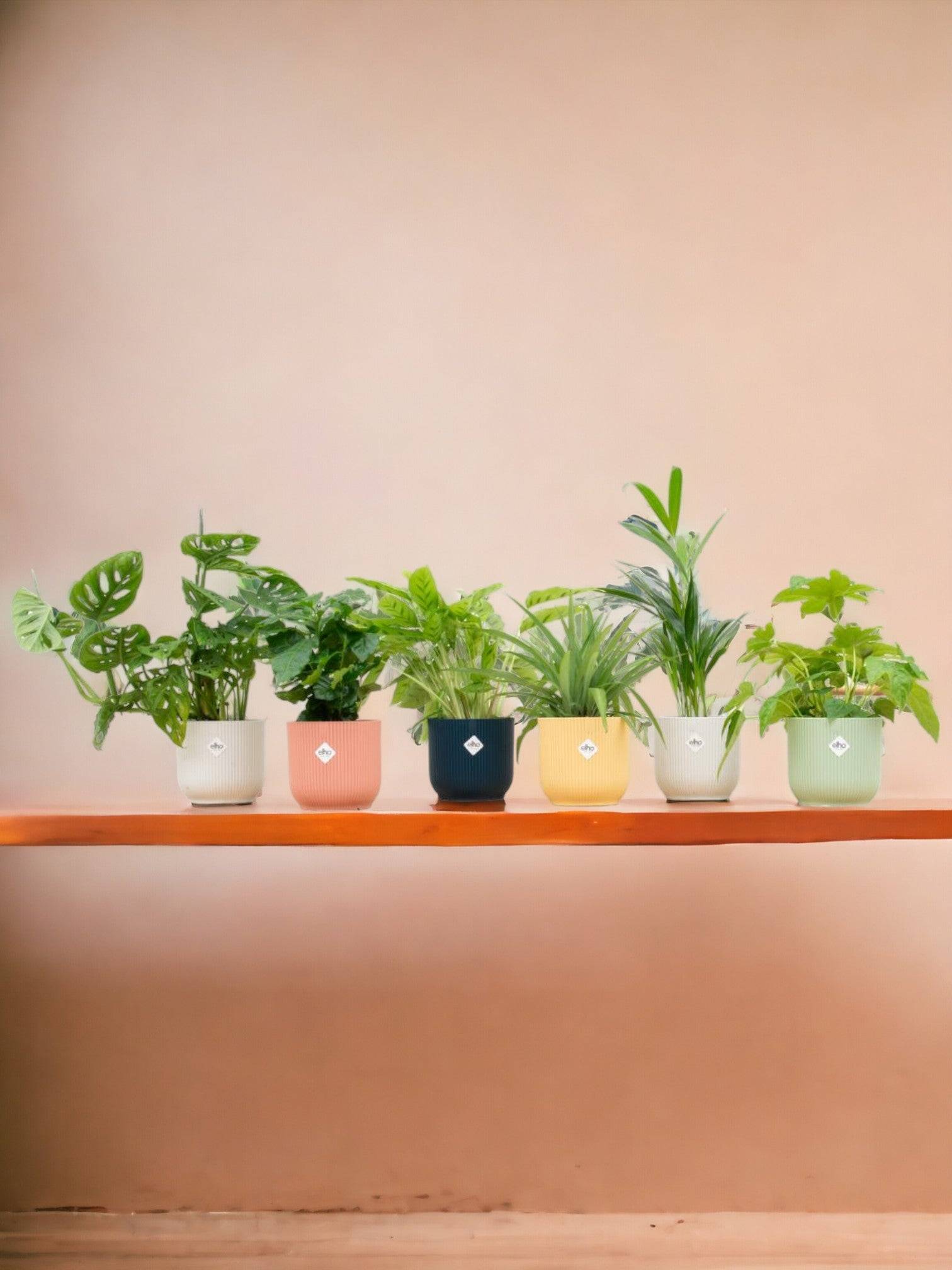La Green Touch - Box surprise 6 plantes+ Cache-Pot- La Green Touch  - Hauteur 30cm - Imagen 1