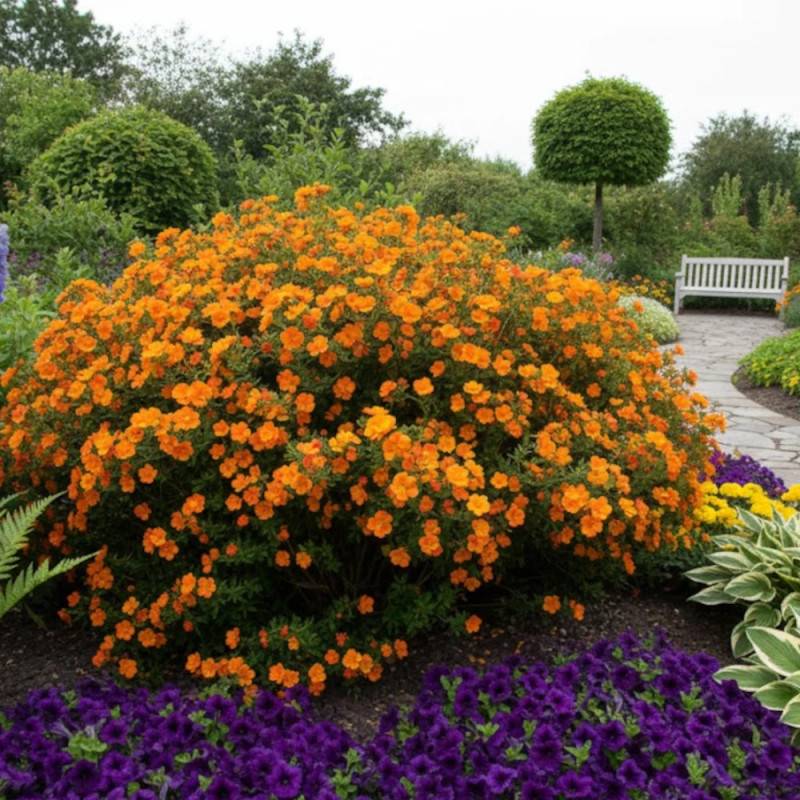 Potentille arbustive Double Punch® Tango 'MINORA07', Potentilla à fleurs Orange - feuillage Caduc - Godet - 5/20 cm-  hauteur à maturité De 0,50 m à 1 - Image 4