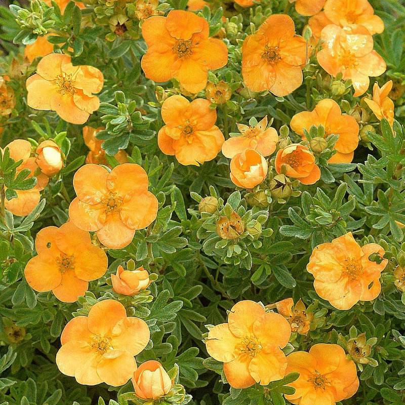 Potentille arbustive Double Punch® Tango 'MINORA07', Potentilla à fleurs Orange - feuillage Caduc - Godet - 5/20 cm-  hauteur à maturité De 0,50 m à 1 - Image 5