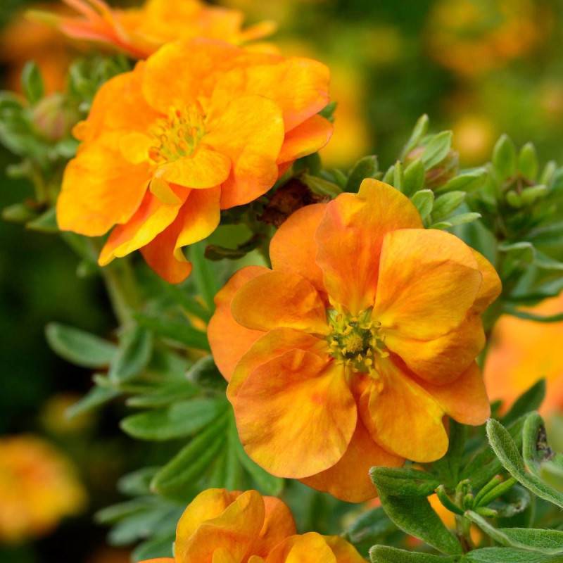 Potentille arbustive Double Punch® Tango 'MINORA07', Potentilla à fleurs Orange - feuillage Caduc - Godet - 5/20 cm-  hauteur à maturité De 0,50 m à 1 - Image 1