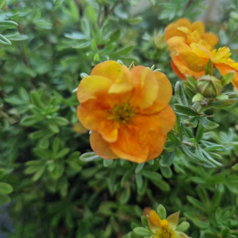 Potentille arbustive Double Punch® Tango 'MINORA07', Potentilla à fleurs Orange - feuillage Caduc - Godet - 5/20 cm-  hauteur à maturité De 0,50 m à 1 - Image 7