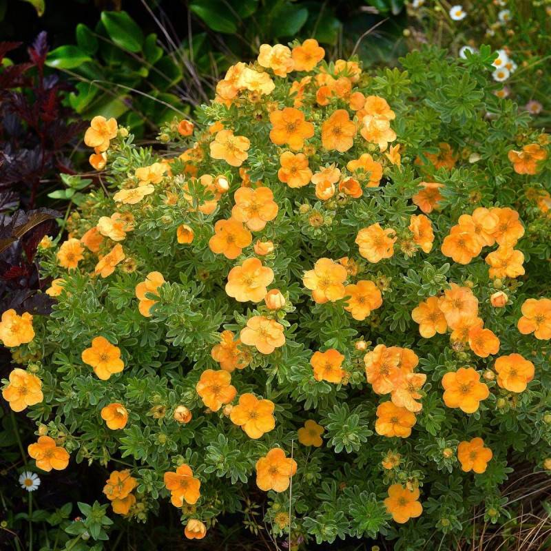 Potentille arbustive Double Punch® Tango 'MINORA07', Potentilla à fleurs Orange - feuillage Caduc - Godet - 5/20 cm-  hauteur à maturité De 0,50 m à 1 - Image 6
