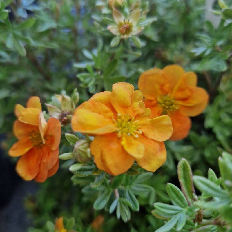 Potentille arbustive Double Punch® Tango 'MINORA07', Potentilla à fleurs Orange - feuillage Caduc - Godet - 5/20 cm-  hauteur à maturité De 0,50 m à 1 - Image 8