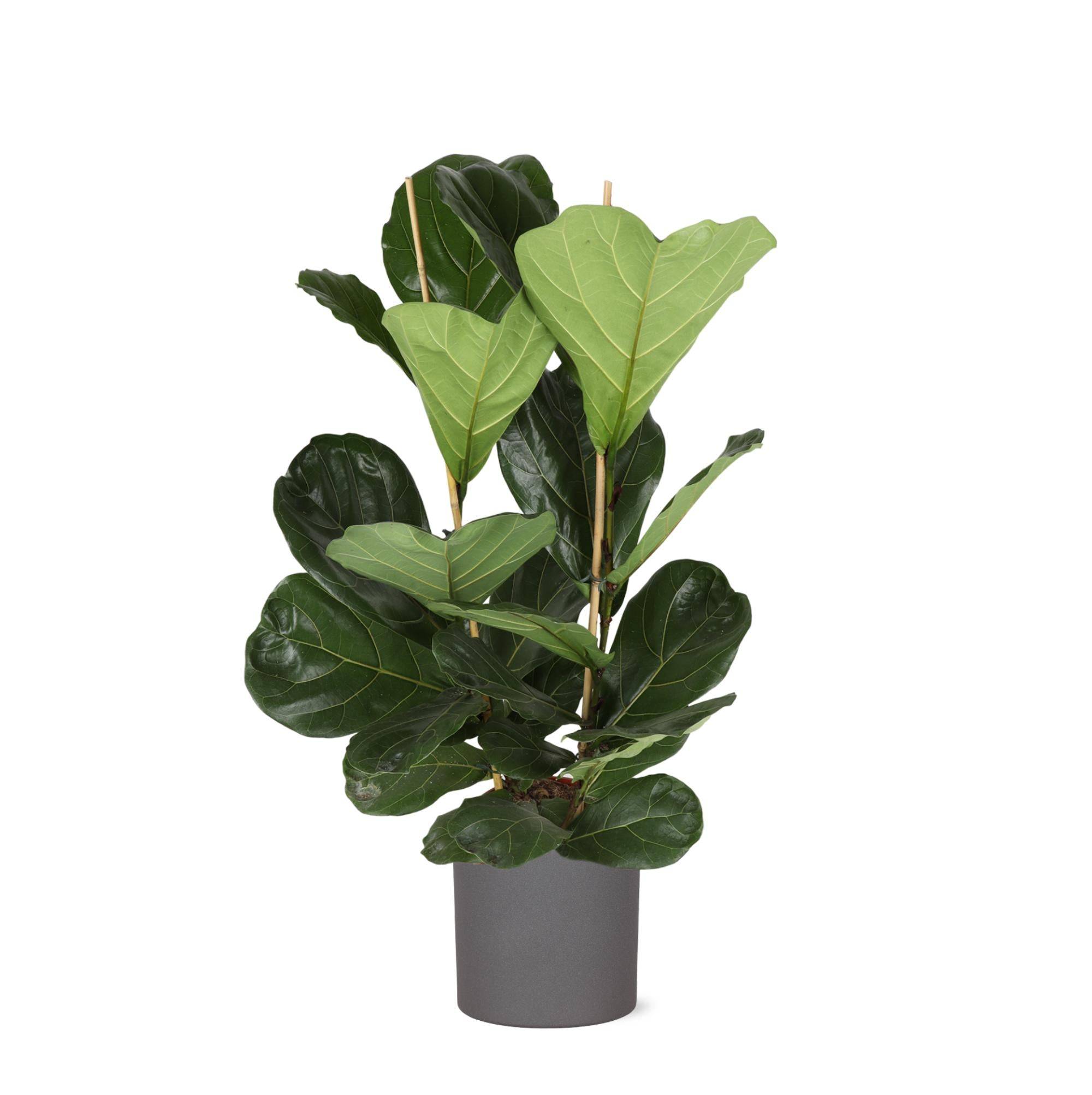 Ficus Lyrata et son pot- La Green Touch Anthracite - Hauteur 120cm