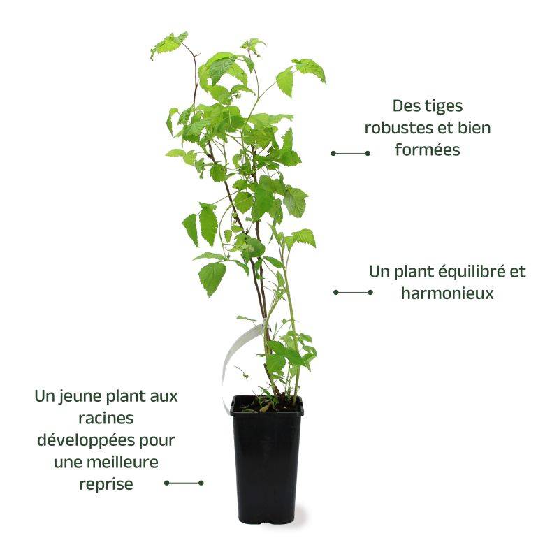 green bean planters Contender Bush Bean Seeds