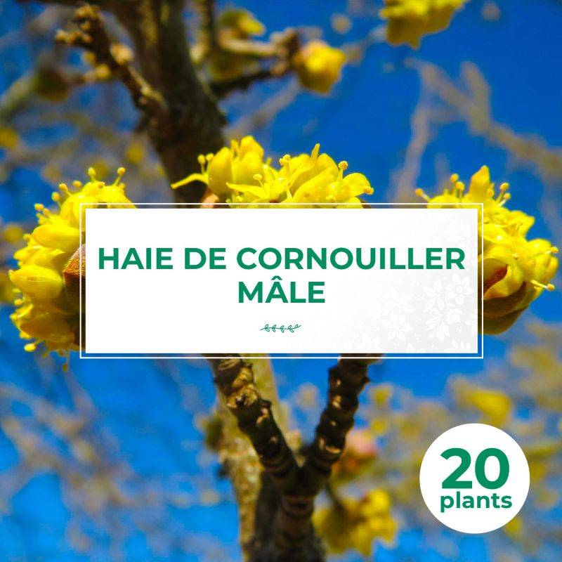 20 Cornouillers Mâle (Cornus Mas) - Haie de Cornouiller Mâle -  - Pépinières Naudet - Imagen 1