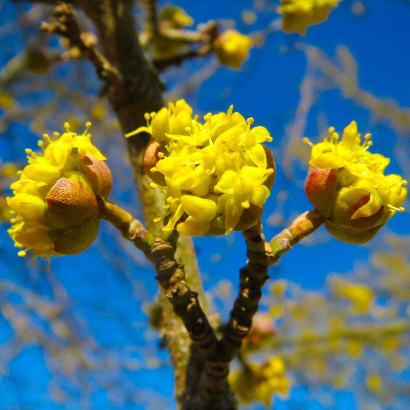 20 Cornouillers Mâle (Cornus Mas) - Haie de Cornouiller Mâle -  - Pépinières Naudet - Imagen 2
