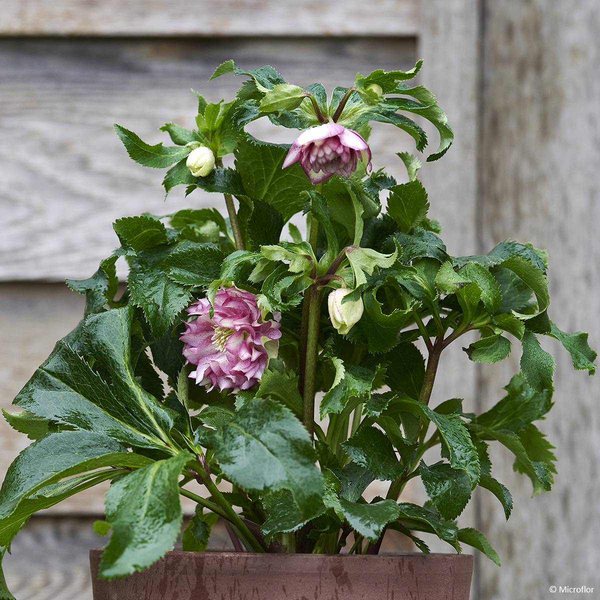 Promesse de Fleurs - Hellébore orientale ViV Stefania Pot de 2L/3L