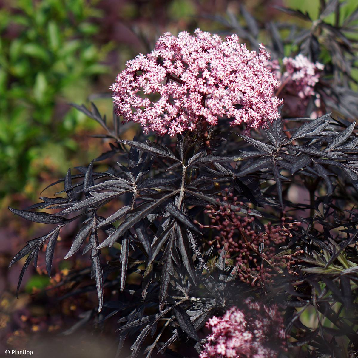 Promesse de Fleurs - Sureau noir - Sambucus nigra Cherry Lace Pot de 2L/3L