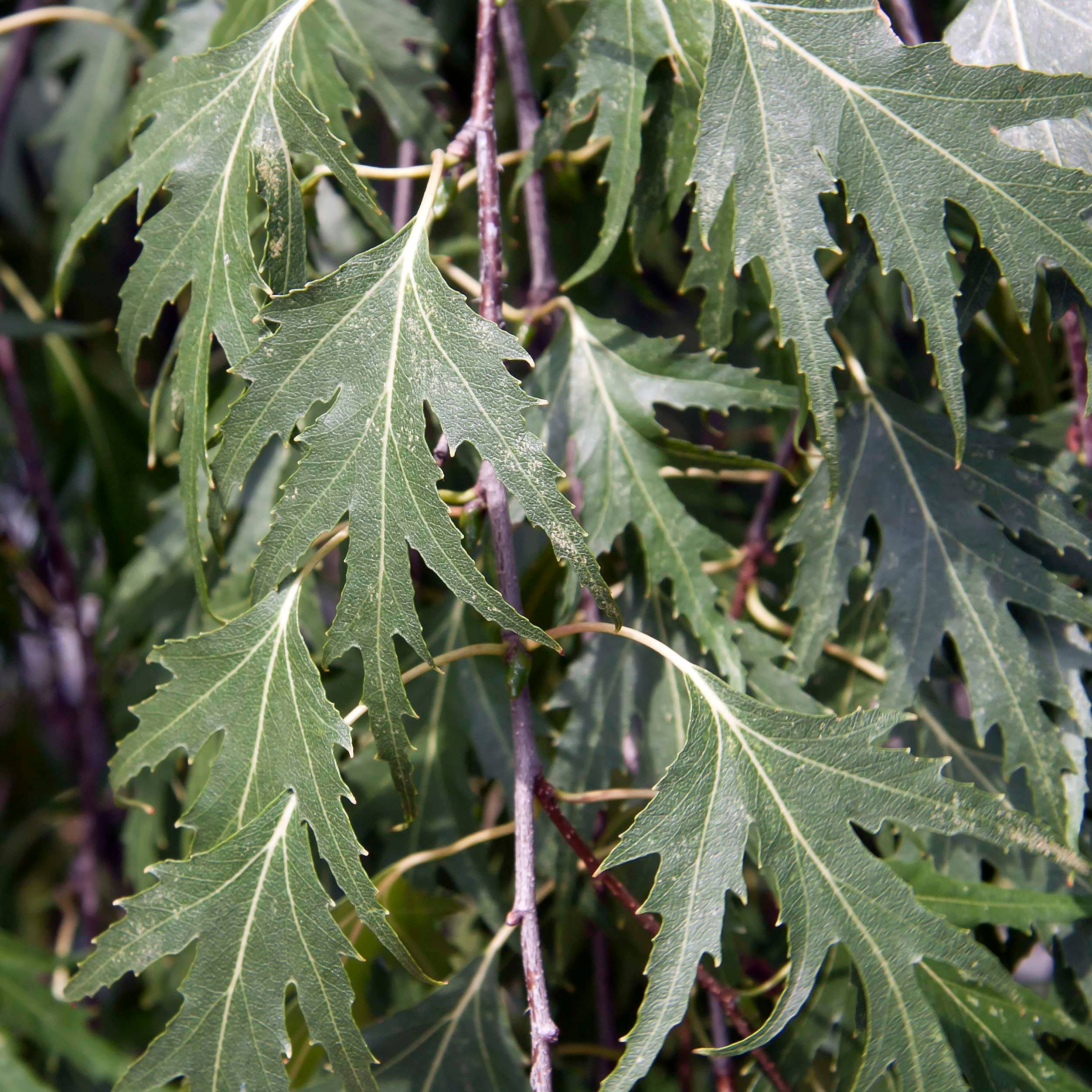 Bouleau pleureur - Betula pendula Crispa Pot de 2L/3L