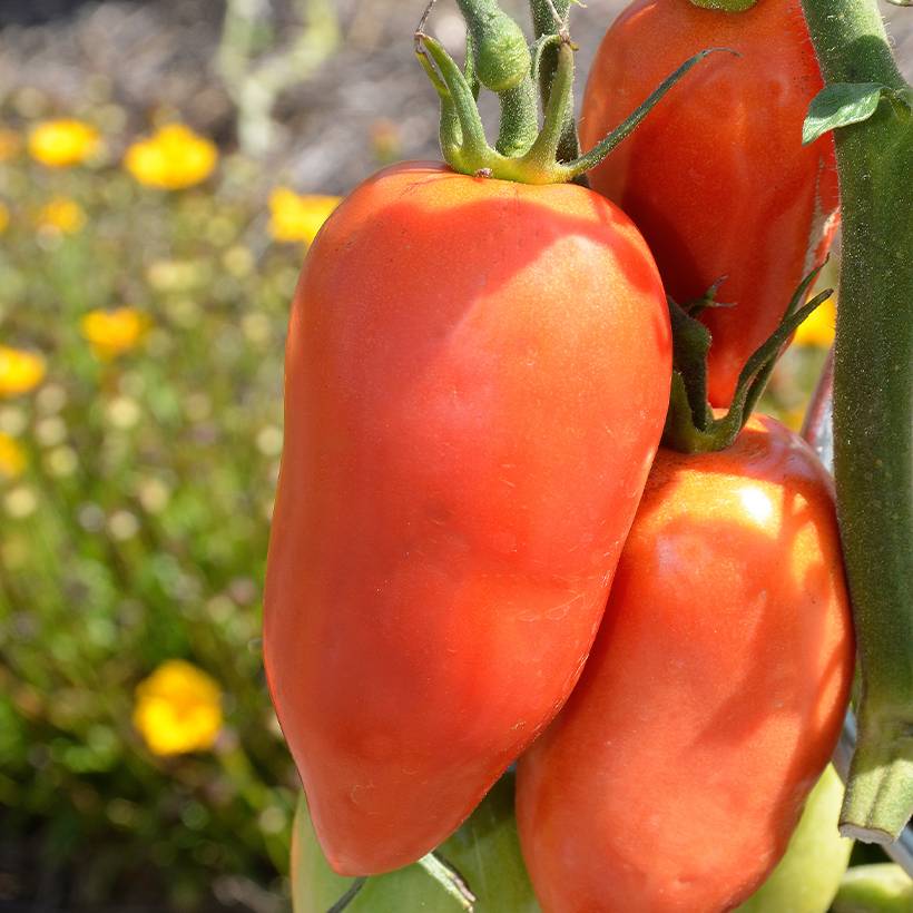 Tomate Cornue des Andes BIO le sachet de 30 graines environ (0,1g)