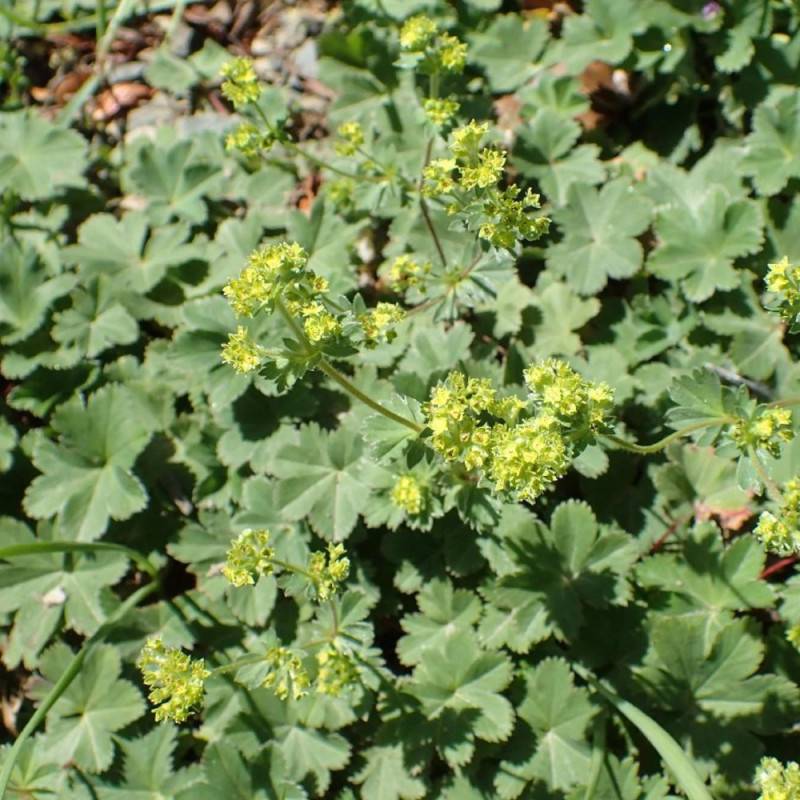 Alchemille naine à fleurs Jaune/ - feuillage Caduc - Godet - 5/20 cm - Image 1