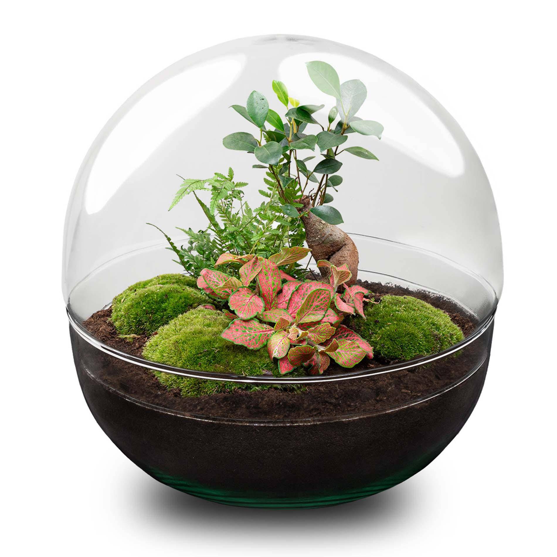 Terrarium à composer boule en verre recyclé - Ø30-H30cm - avec râteau et pelle - Ficus Ginseng - Terrarium DIY - Image 2