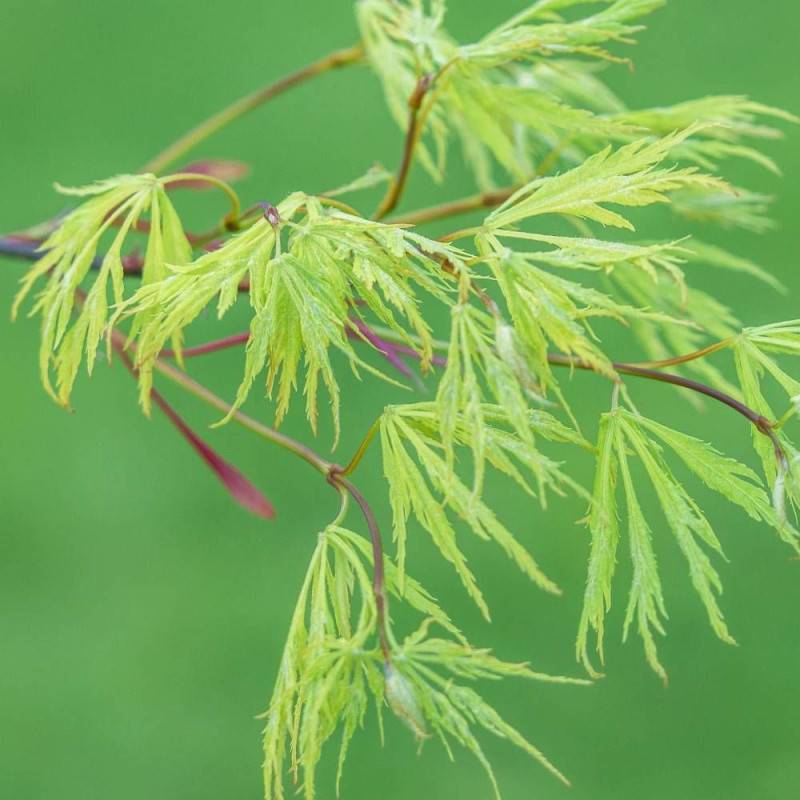Érable du Japon Koto No Ito, Acer palmatum - Pot de 4L - 40/60 cm - Image 1