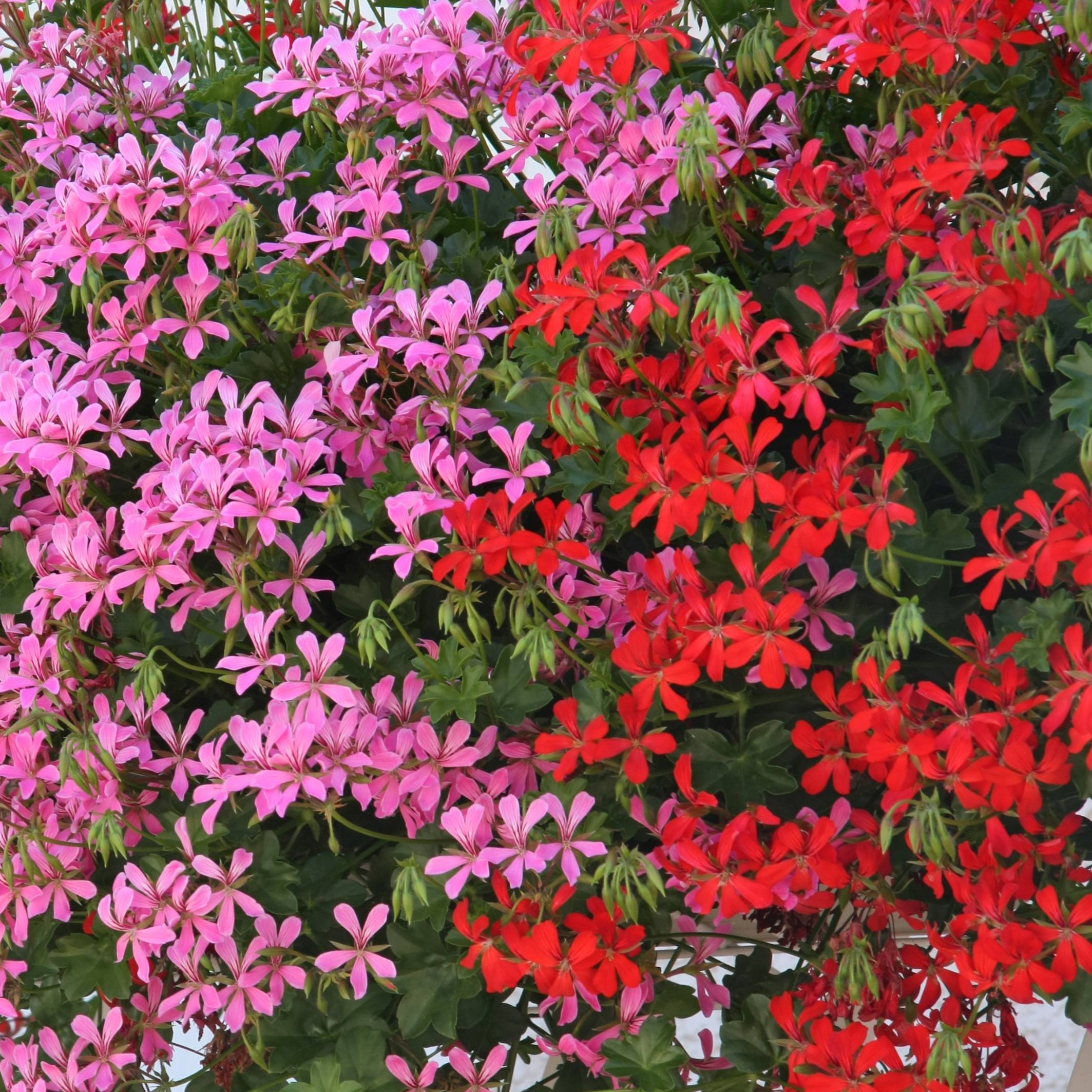 Collection 10 Géraniums des balcons Rouge et Rose - Collection de 10 plantes