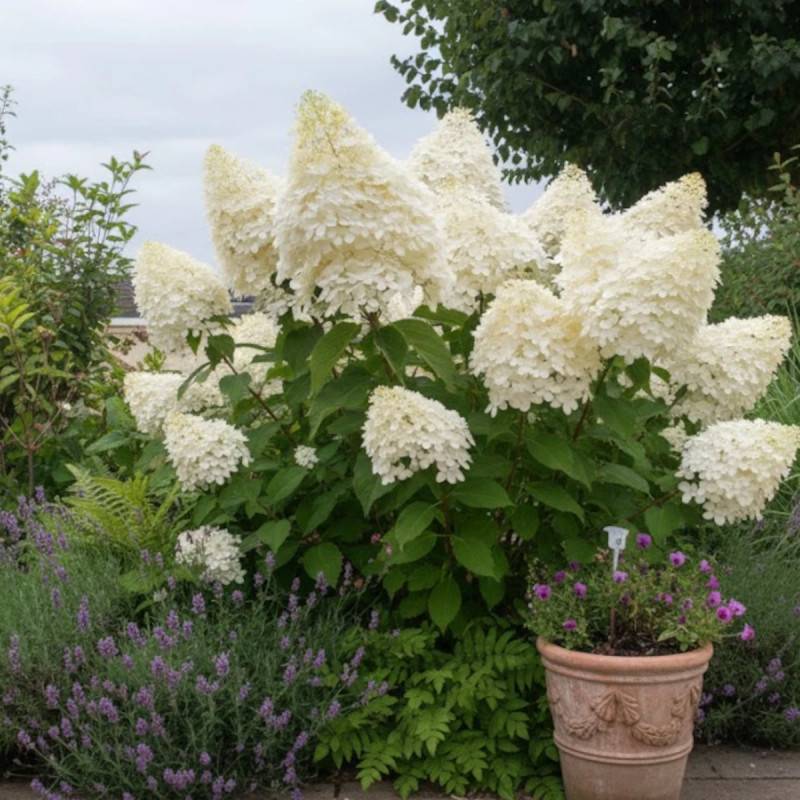 Hortensia paniculata Phantom, Hydrangea paniculata à fleurs Blanche - feuillage Caduc - Pot de 15L - 120/150 cm-  hauteur à maturité De 1,00 m à 1,50 - Imagen 4