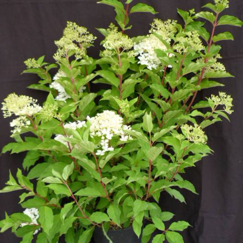 Hortensia paniculata Phantom, Hydrangea paniculata à fleurs Blanche - feuillage Caduc - Pot de 15L - 120/150 cm-  hauteur à maturité De 1,00 m à 1,50 - Imagen 7