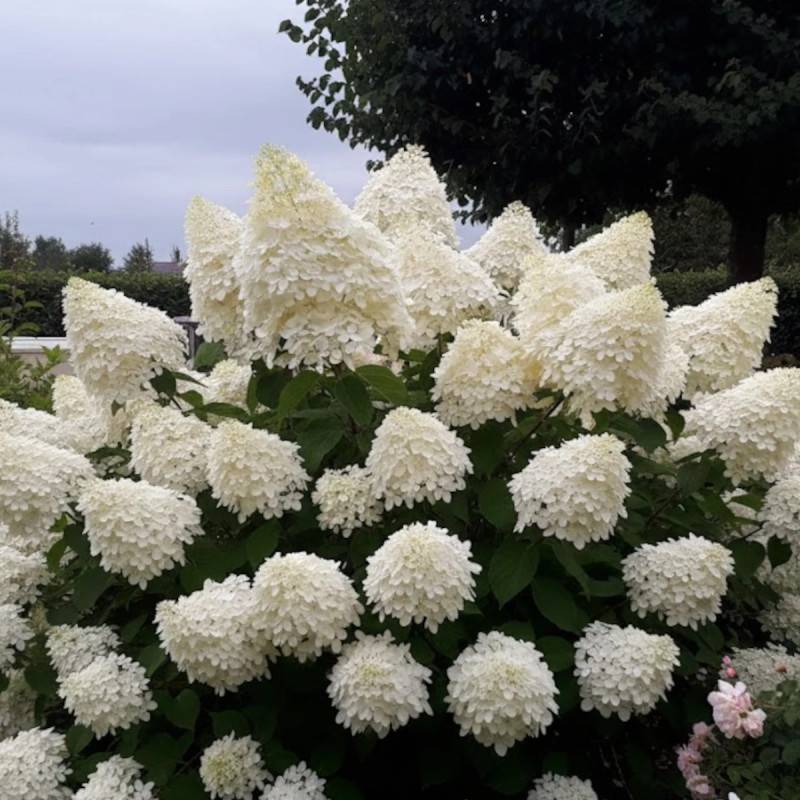 Hortensia paniculata Phantom, Hydrangea paniculata à fleurs Blanche - feuillage Caduc - Pot de 15L - 120/150 cm-  hauteur à maturité De 1,00 m à 1,50 - Imagen 3