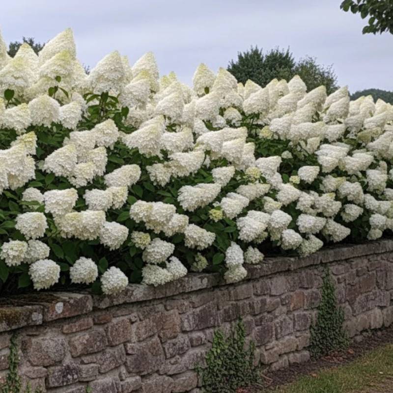 Hortensia paniculata Phantom, Hydrangea paniculata à fleurs Blanche - feuillage Caduc - Pot de 15L - 120/150 cm-  hauteur à maturité De 1,00 m à 1,50 - Imagen 5