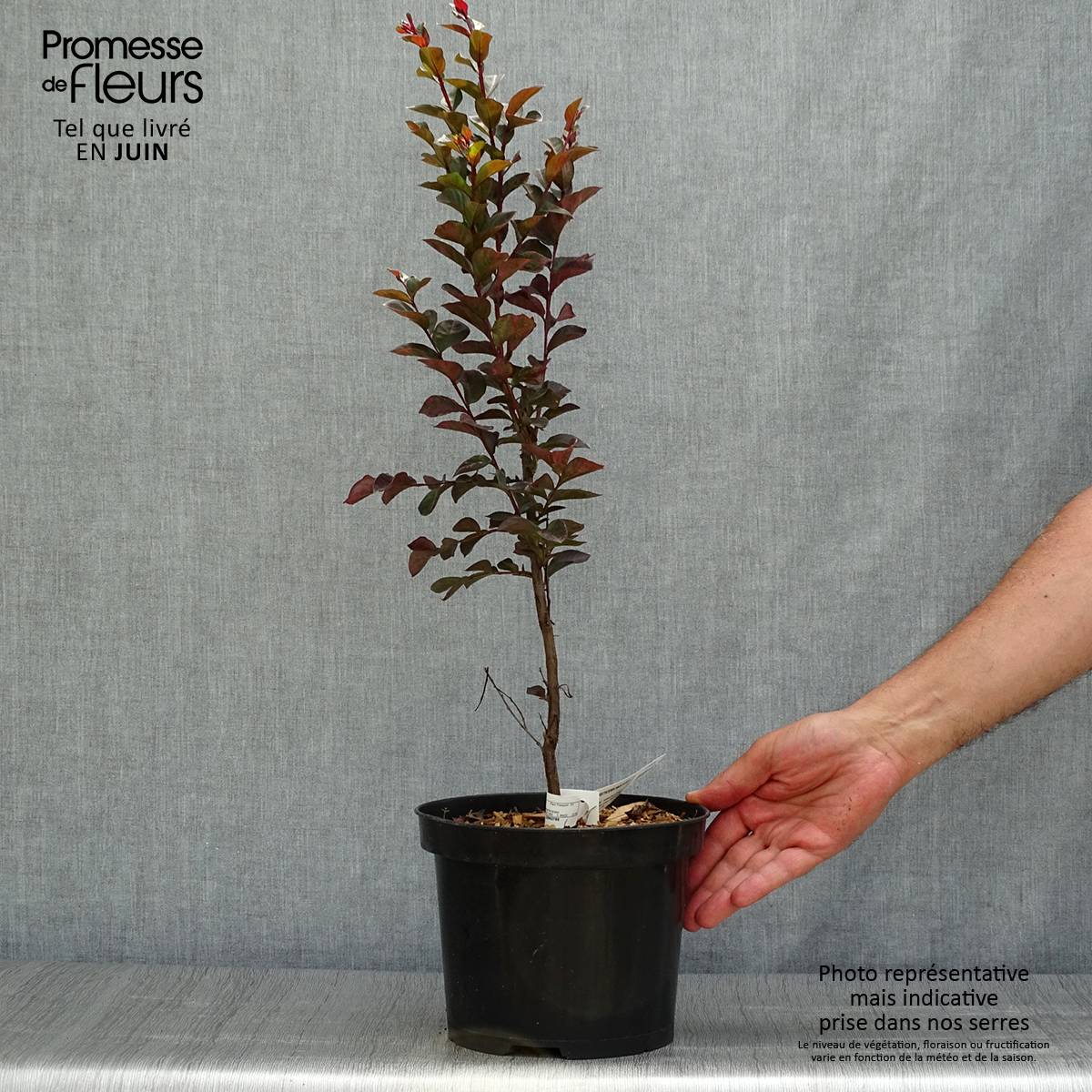 Lagerstroemia indica Black Solitaire® (Black Diamond) Blush - Lilas des Indes Pot de 3L/4L - Image 2